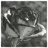 Black Rose