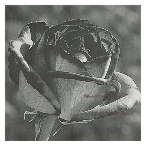 Black Rose